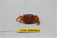 藏品(四齒大額蟹)的圖片